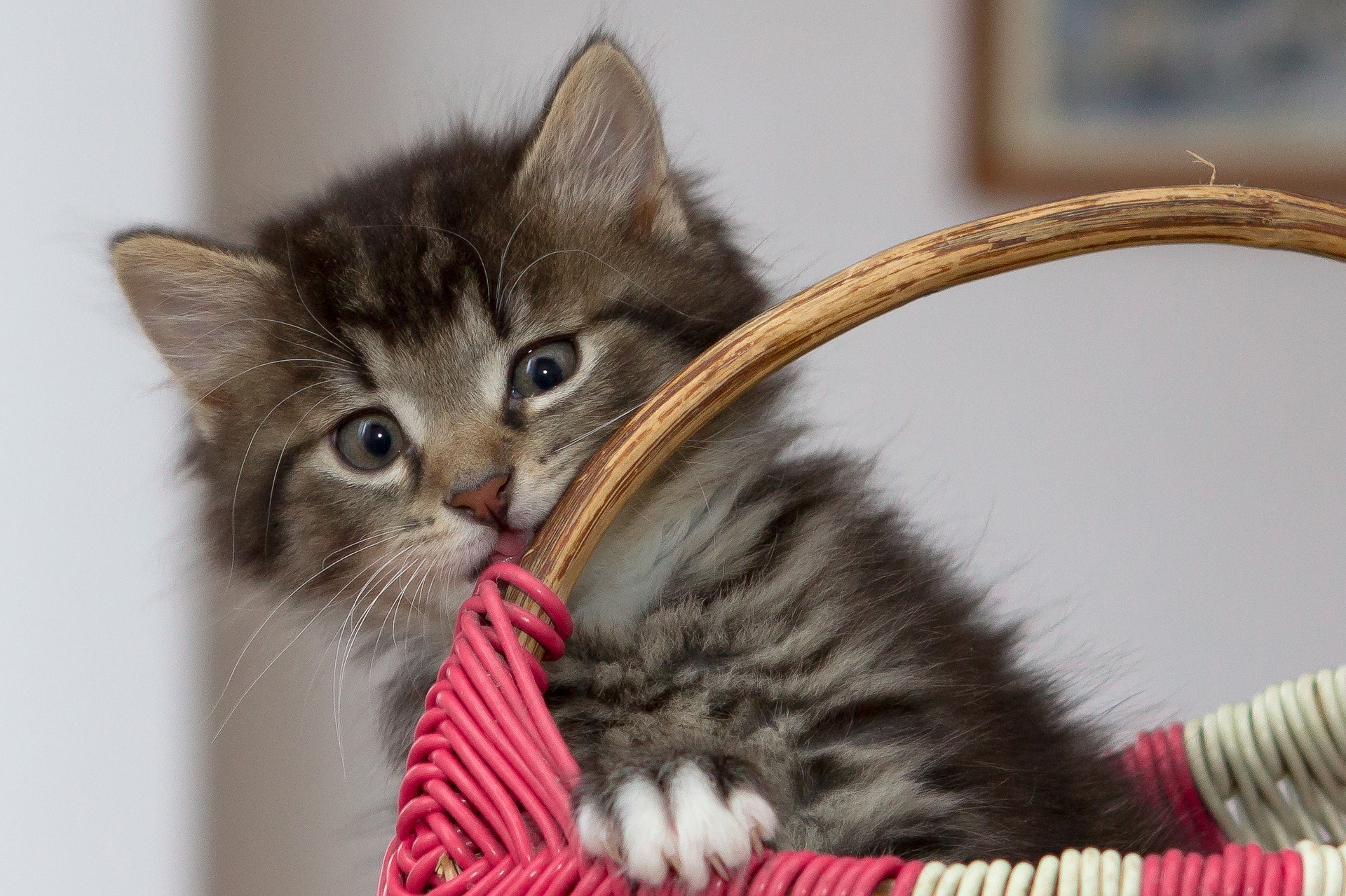 The 5 best tips to train your pet