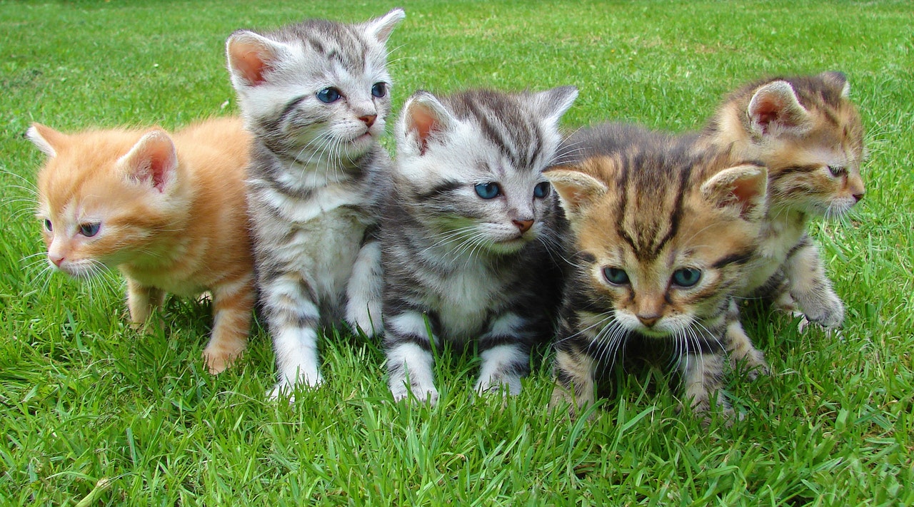 How You Can Take Care Of Your Pet