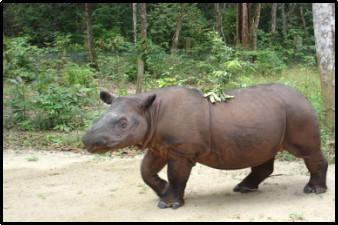 Endangered Animals
