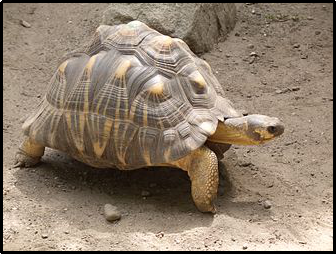 Endangered Animals