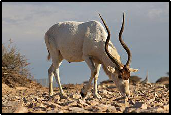 Endangered Animals