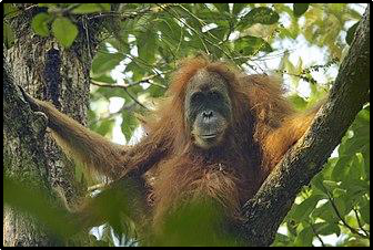 Endangered Animals