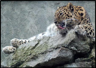 Endangered Animals