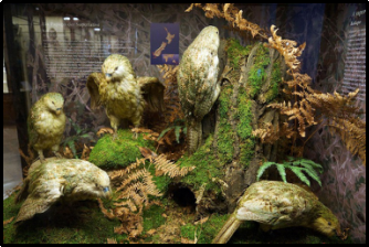 Endangered Animals