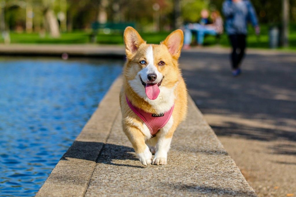 Dog Feeding Tips