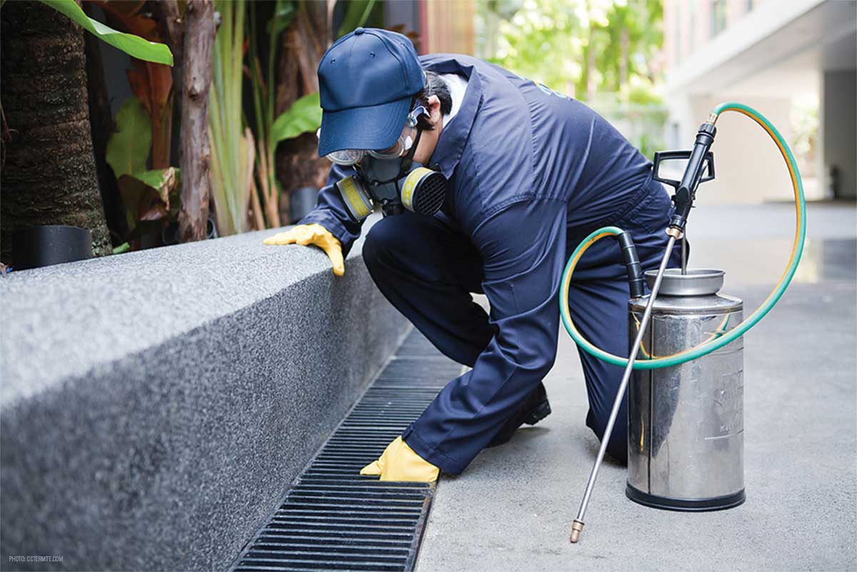 Pest controlling services